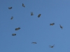 _19R3527 Rhyothemis variegata swarm